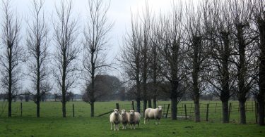 Moutons dans un pré anglais