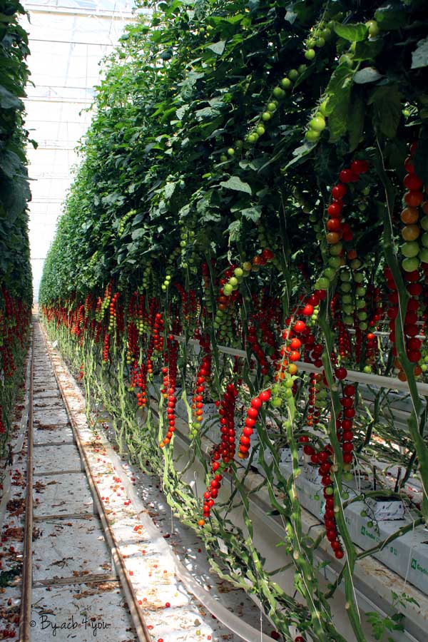 Roscoff, Baie de Morlaix et producteur de tomates