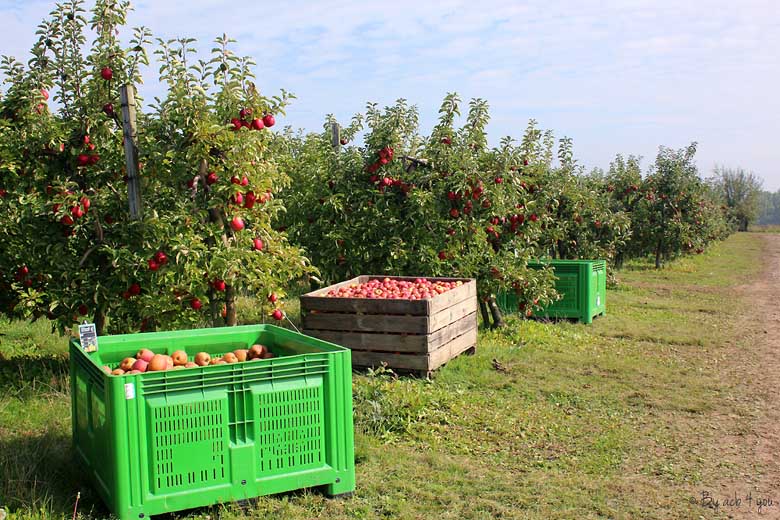 Caisse de pommes écoresponsables